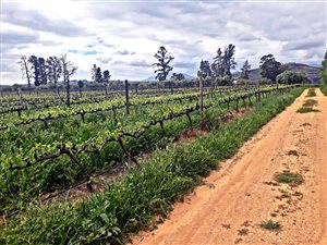 9 ha Farm in Dal Josafat