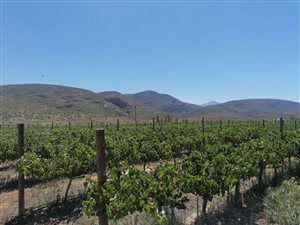 80.5 ha Farm in Calitzdorp