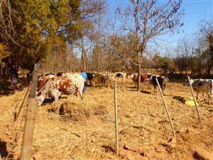 26 ha Farm in Krugersdorp Central