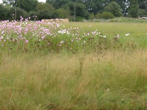 2855 m² Land available in Belfast