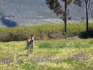 154 ha Farm in Tulbagh