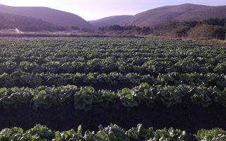157 ha Farm in Mossel Bay Central