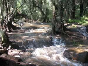 7 ha Farm in Waterval Boven