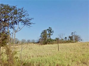 11 ha Farm in Tongaat Central
