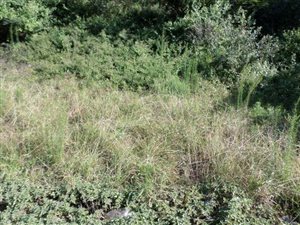 1188 m² Land available in Desainagar
