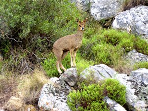 375 ha Farm in Swellendam