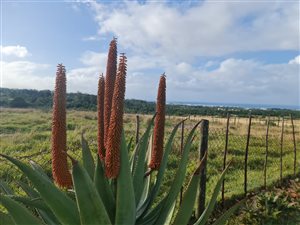 26.2 ha Farm in Willow Park