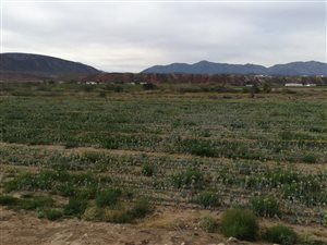 9 ha Farm in Calitzdorp
