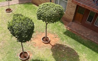 Bachelor apartment in Auckland Park