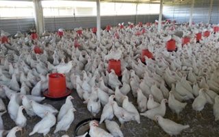 2 ha Farm in Benoni AH