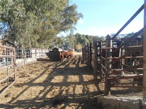 100 ha Farm in Koppies
