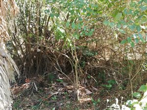 1125 m² Land available in Kelso