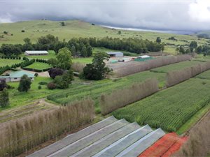 512.3 ha Farm in Kokstad