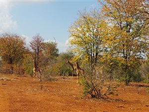 1667 m² Land available in Gravelotte