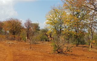 1667 m² Land available in Gravelotte