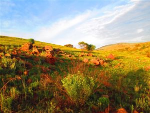 875 m² Land available in Dullstroom
