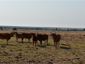 196 ha Farm in Stilfontein