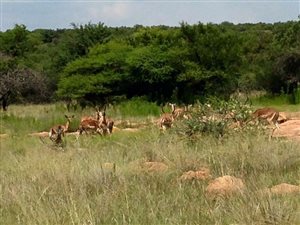 22.3 ha Farm in Hammanskraal