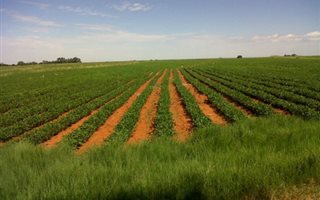 193 ha Farm in Ottosdal