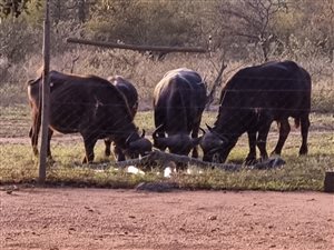 21 ha Farm in Phalaborwa