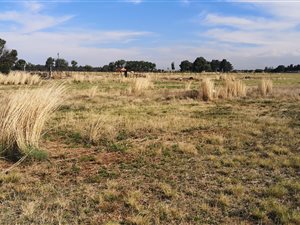 7000 m² Farm in Risiville