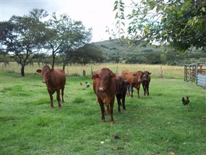 Smallholding in Lydenburg
