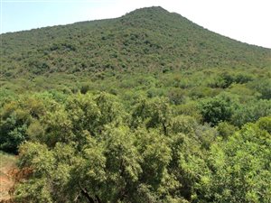 100 m² Commercial space in Mokopane