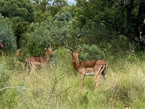 4.2 ha Land available in Tiegerpoort