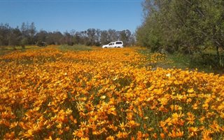 834 m² Land available in Nieuwoudtville