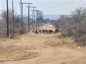 4600 m² Land available in Winterveldt
