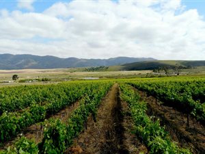 50 ha Farm in Stanford