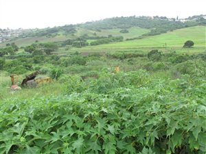 4 ha Land available in Verulam