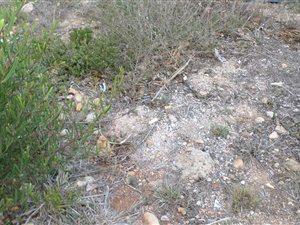 858 m² Land available in Menkenkop