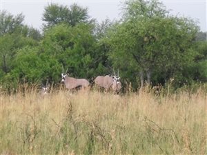 1 ha Land available in Klerksdorp