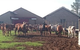22 ha Farm in Deneysville