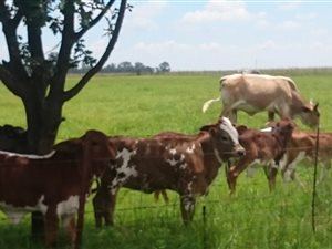22 ha Farm in Deneysville
