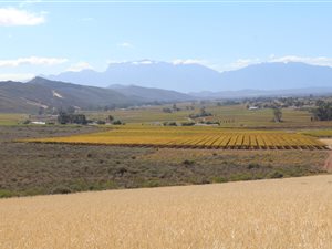 236 ha Farm in Worcester and surrounds