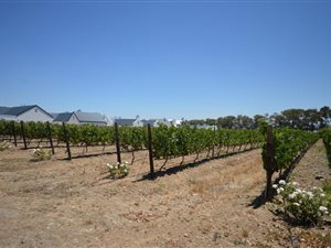 619 m² Land available in Croydon Vineyard Estate