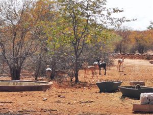 214 ha Farm in Musina