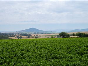 5.2 ha Farm in Stellenbosch Agricultural