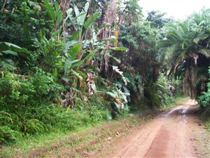 1866 m² Land available in Palm Beach