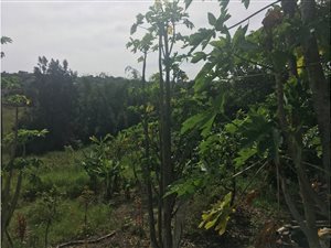 6931 m² Land available in Shakaskraal