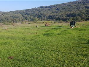 8 ha Farm in Great Brak River