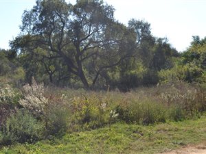 1487 m² Land available in Olifantsnek