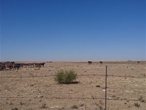 1000 ha Farm in Senekal