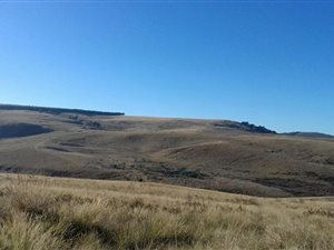 81.5 ha Farm in Dargle