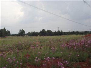 21 ha Farm in Grootfontein Estate