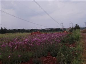 21 ha Farm in Grootfontein Estate