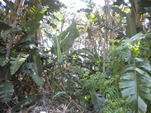 1012 m² Land available in Uvongo