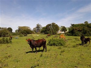 174 ha Farm in Kabeljous